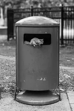 Deșeuri urbane